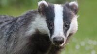 jezevec badger-4239570 1280